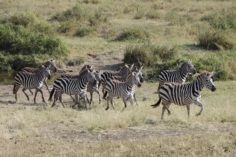 zebras